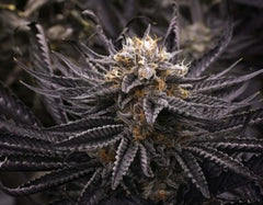 Holographic Canvas Print