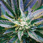 Holographic Canvas Print